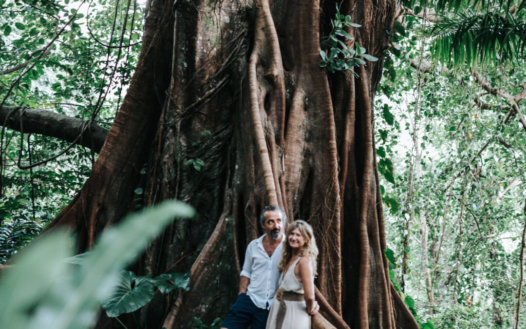 Le grand arbre de Natural Trip